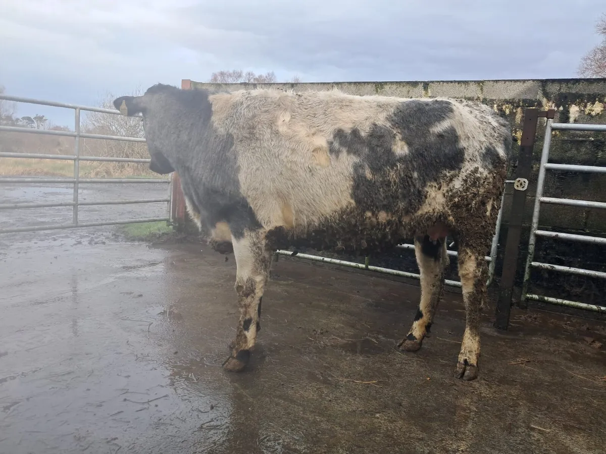 In calf shorthorn heifer - Image 2