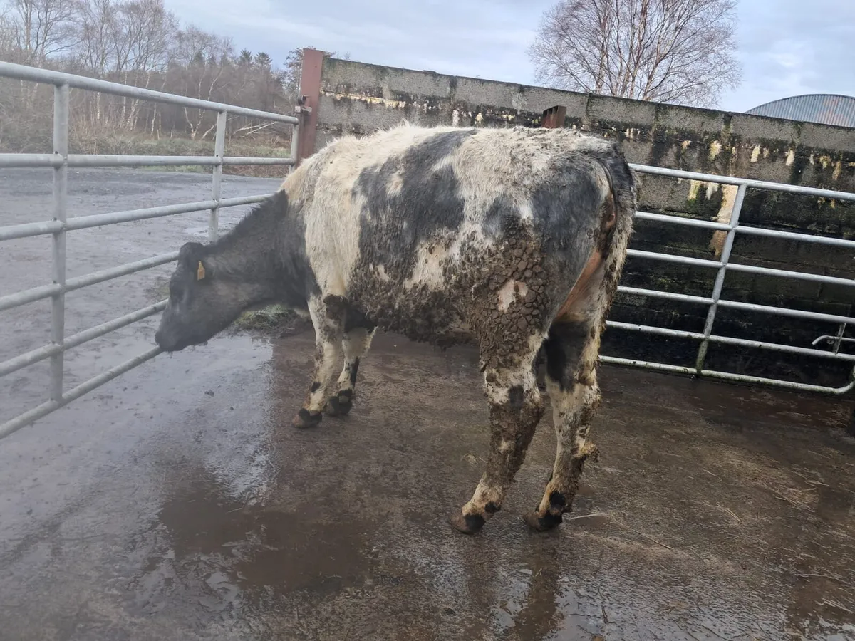 In calf shorthorn heifer - Image 3