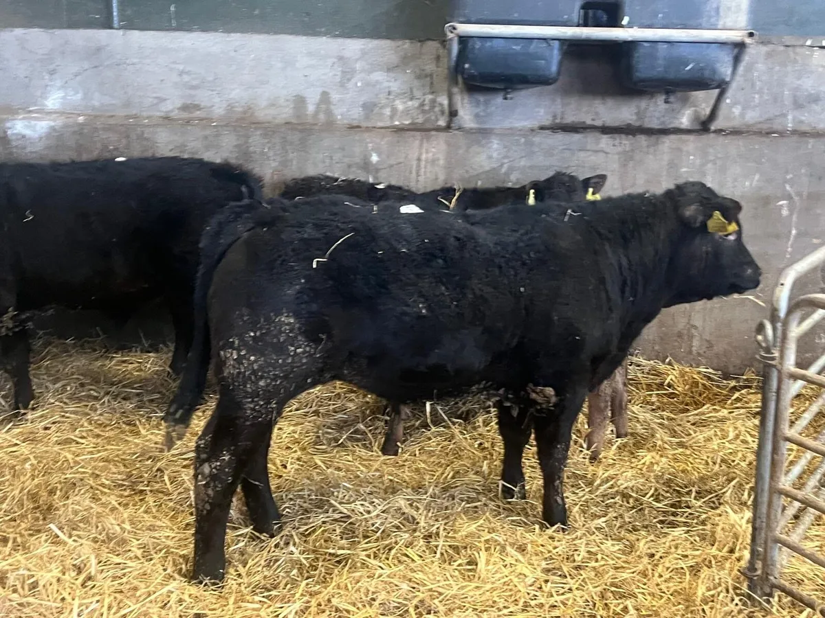 5 super Angus and limosin bull weanlings - Image 1