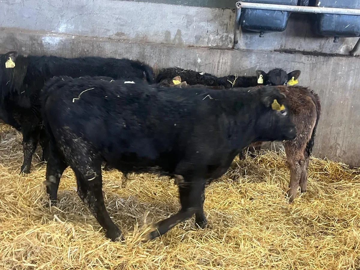 5 super Angus and limosin bull weanlings - Image 3