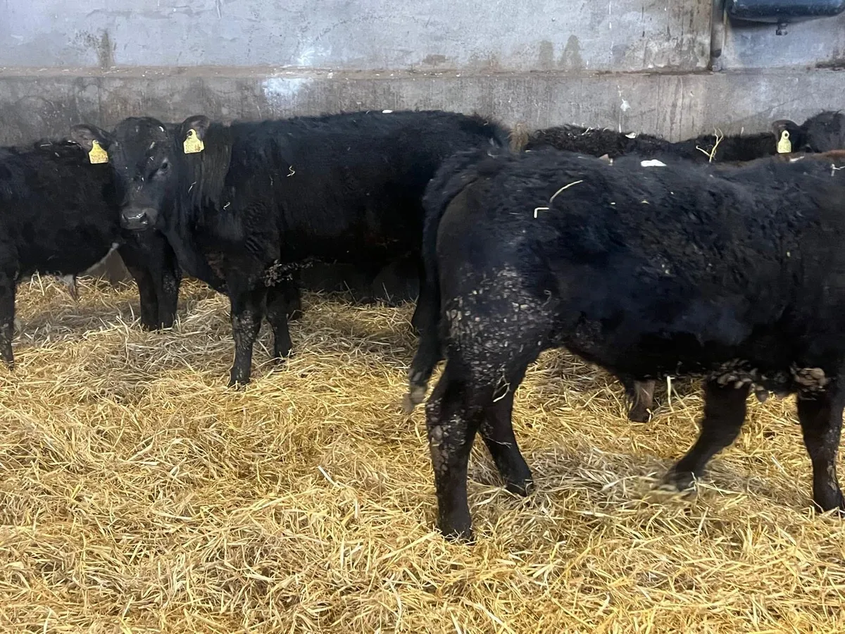 5 super Angus and limosin bull weanlings - Image 4