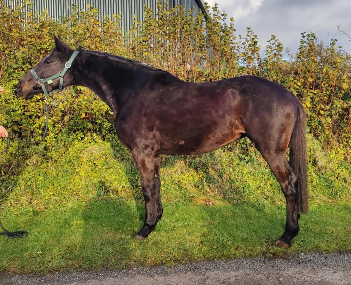 4 Year old ISH - Image 1