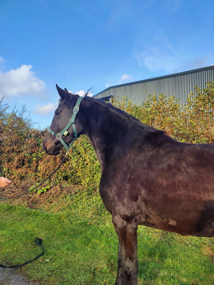 4 Year old ISH - Image 2