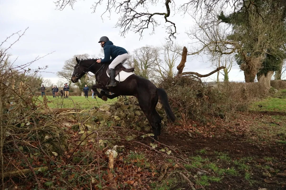 4 Year old ISH - Image 4