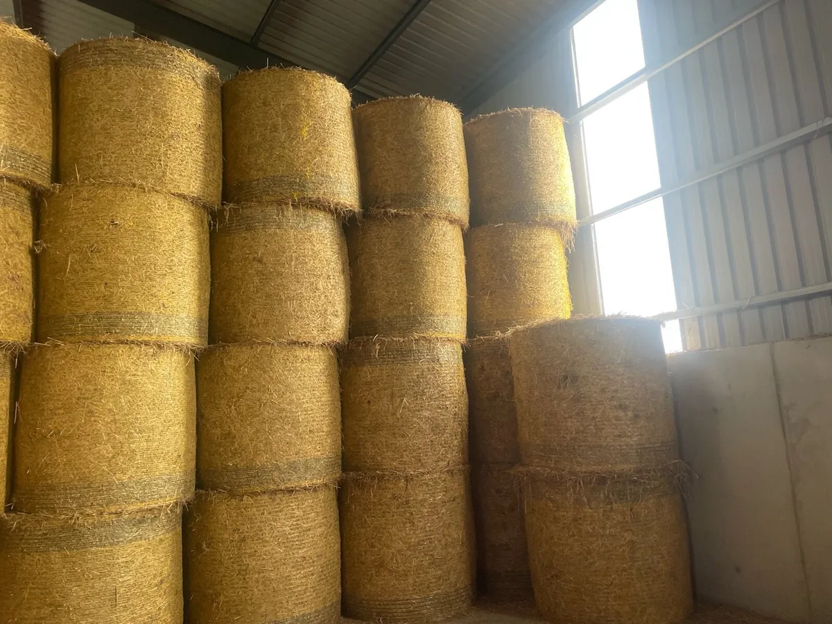 Barley straw - Image 3