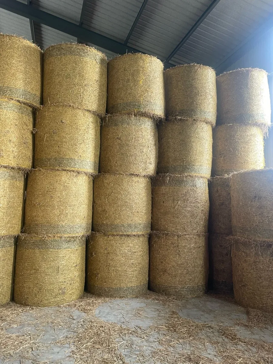 Barley straw - Image 4