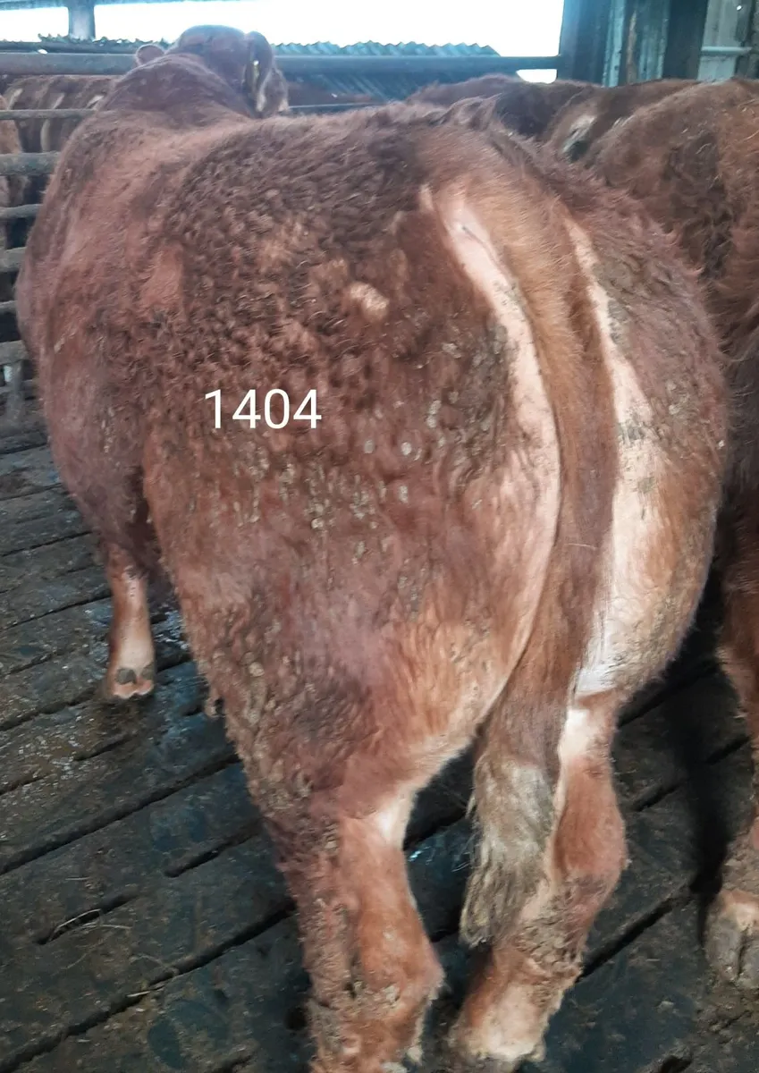 SCEP eligible Limousin Bulls - Image 3