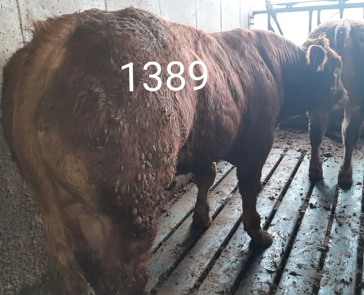 SCEP eligible Limousin Bulls - Image 4