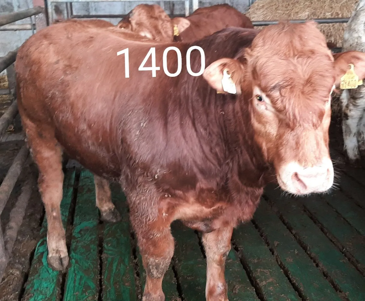 SCEP eligible Limousin Bulls - Image 2