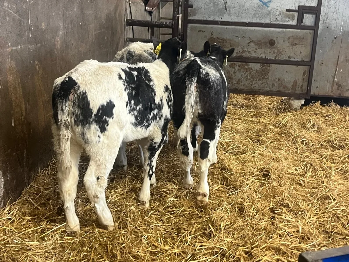3 super Belgian blue runner heifers - Image 1