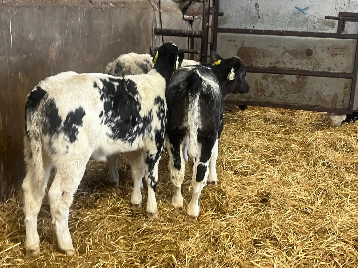 3 super Belgian blue runner heifers - Image 2