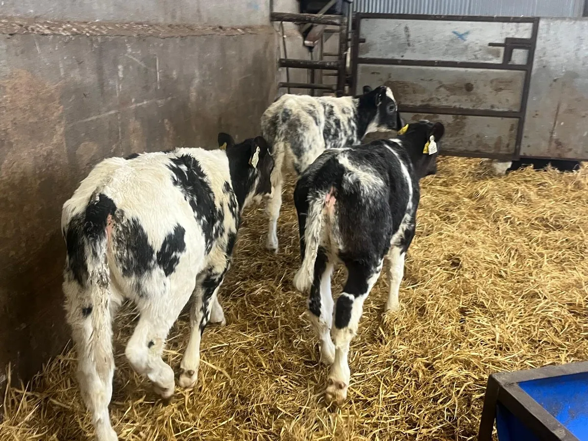 3 super Belgian blue runner heifers - Image 3