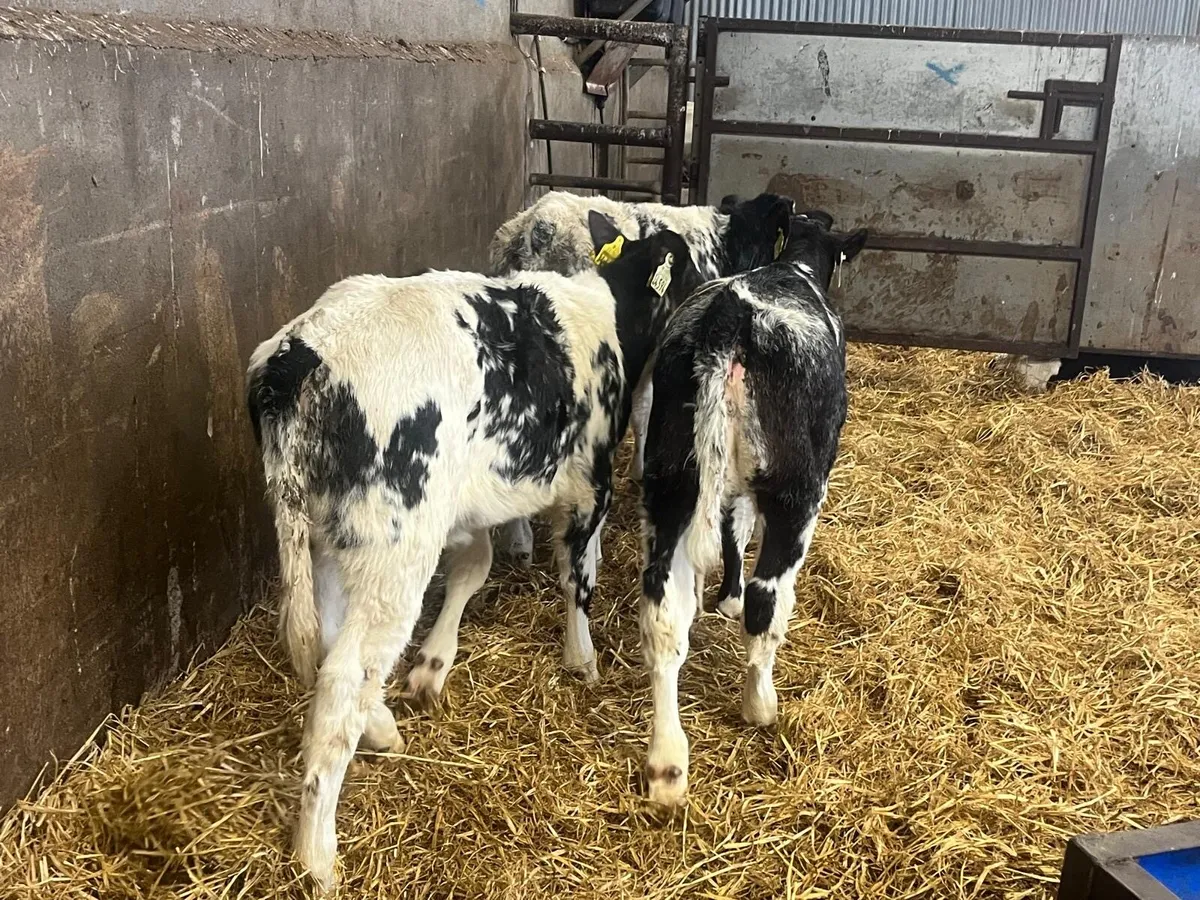 3 super Belgian blue runner heifers - Image 4