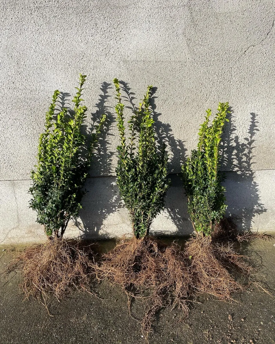 Hedging & Trees - Image 3