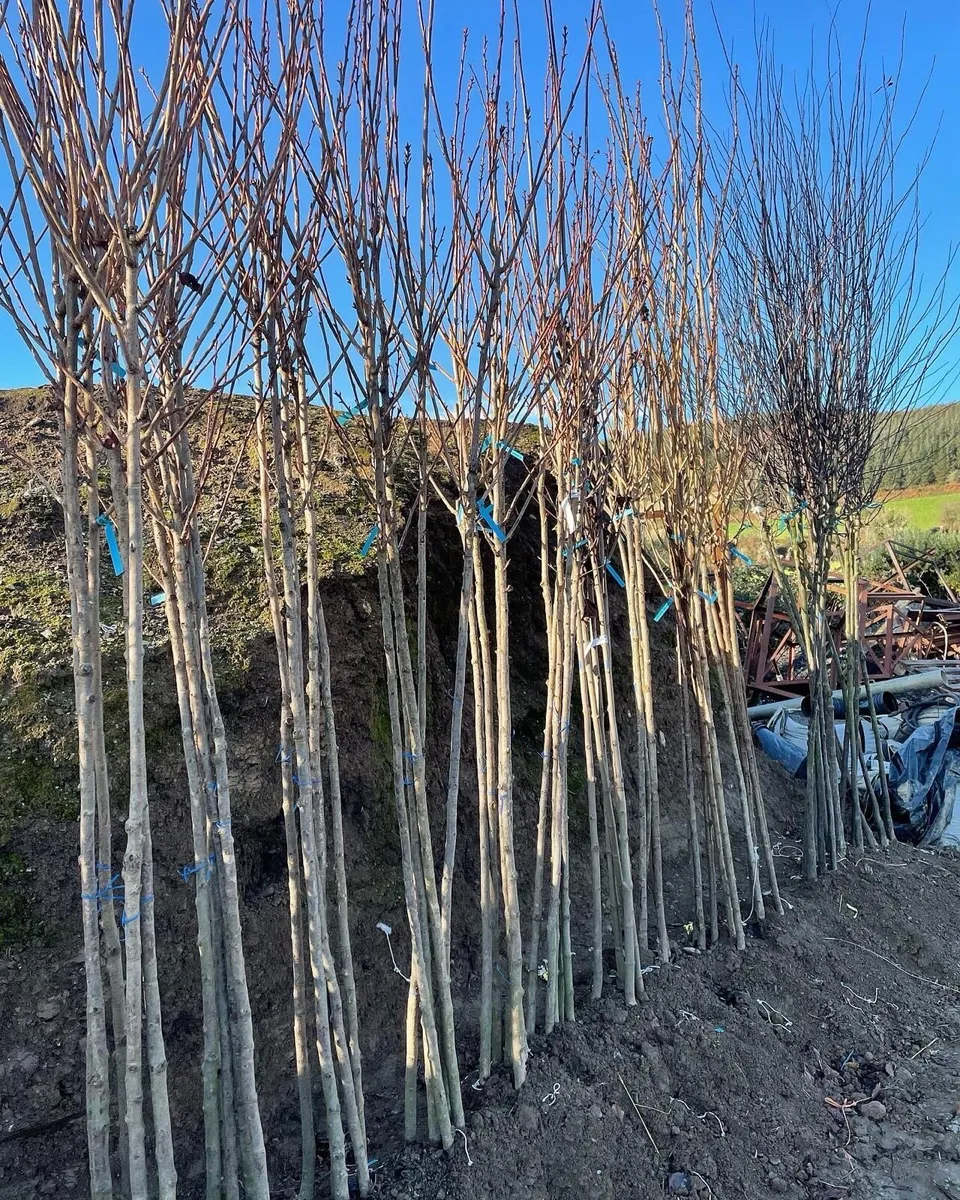 Hedging & Trees - Image 4