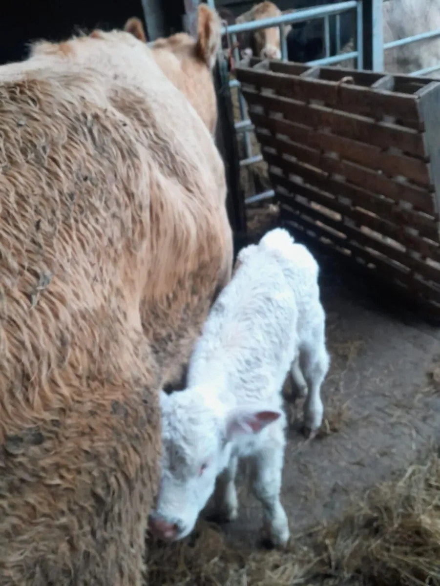 CH calf and CH bullocks for sale - Image 3