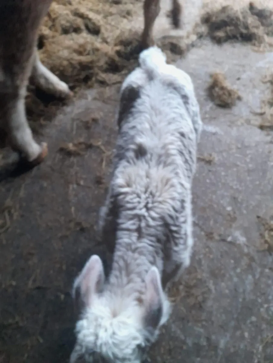 CH calf and CH bullocks for sale - Image 4