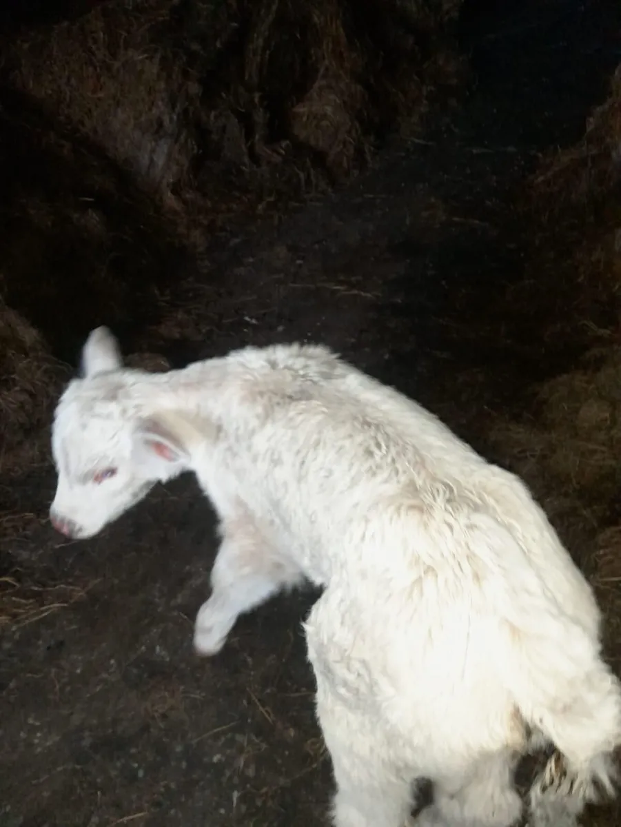 CH calf and CH bullocks for sale - Image 2