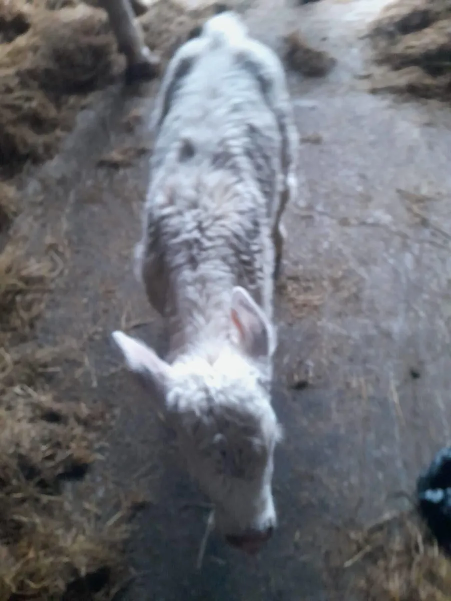 CH calf and CH bullocks for sale - Image 1