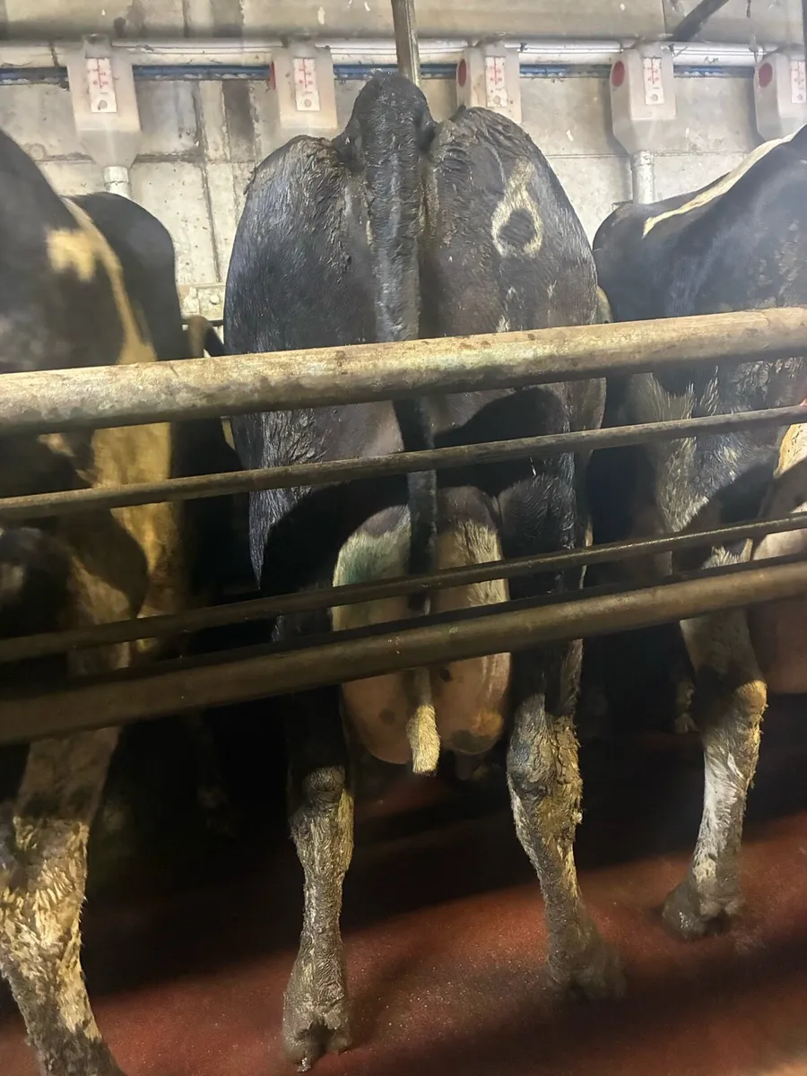 Cows to rear calves - Image 2