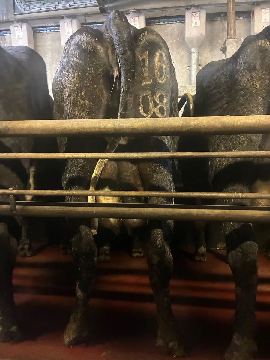 Cows to rear calves - Image 3