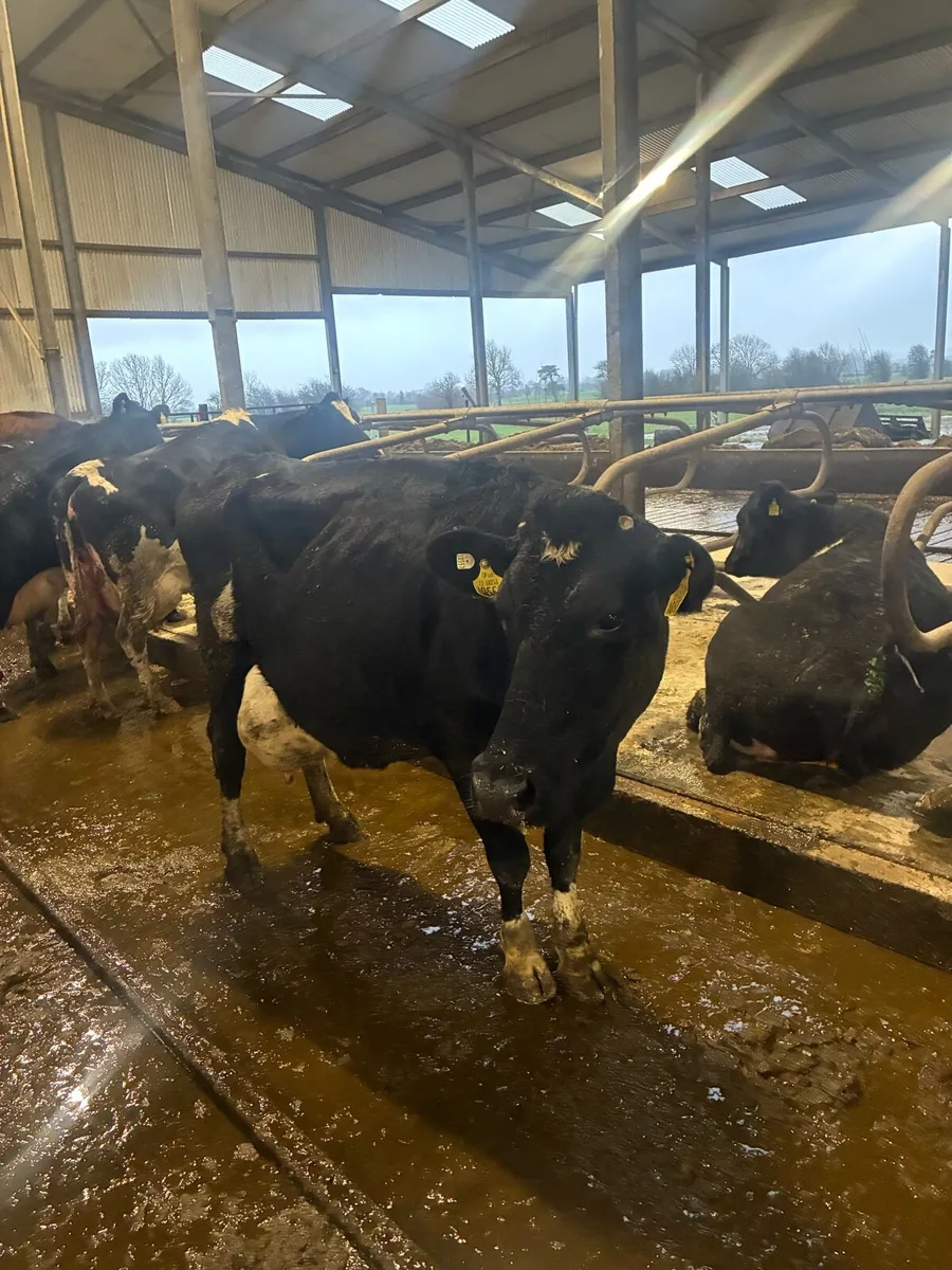 Cows to rear calves - Image 1