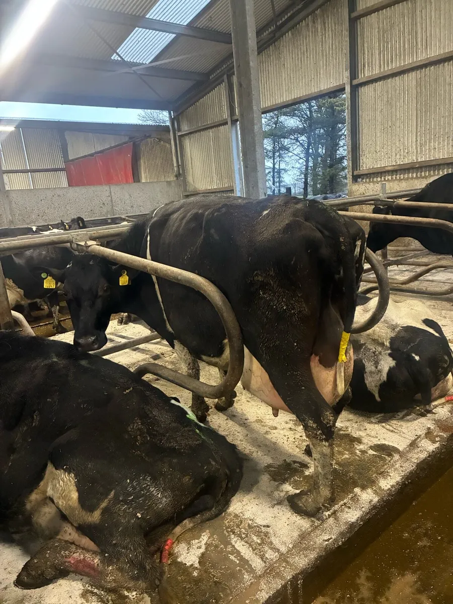 Cows to rear calves - Image 4