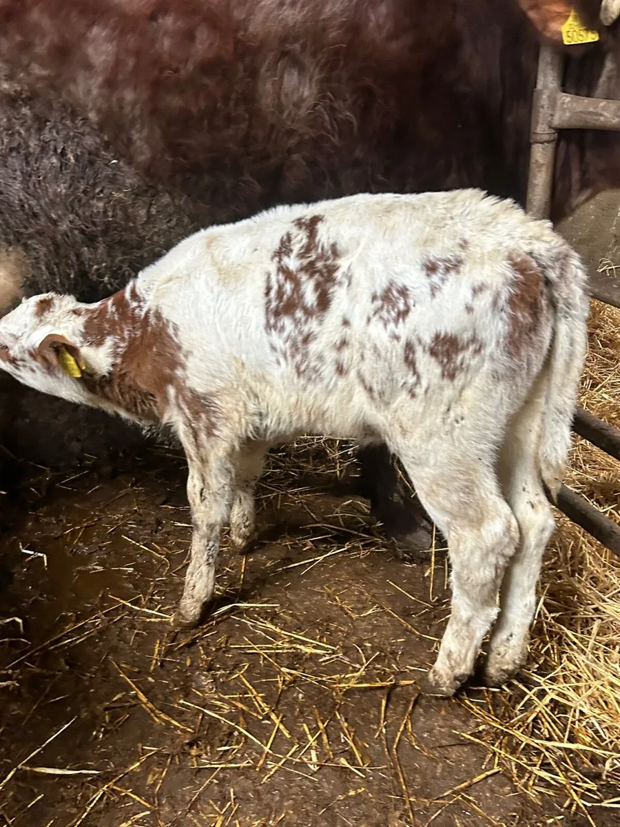 RED Belgium blue heifer calf - Image 1