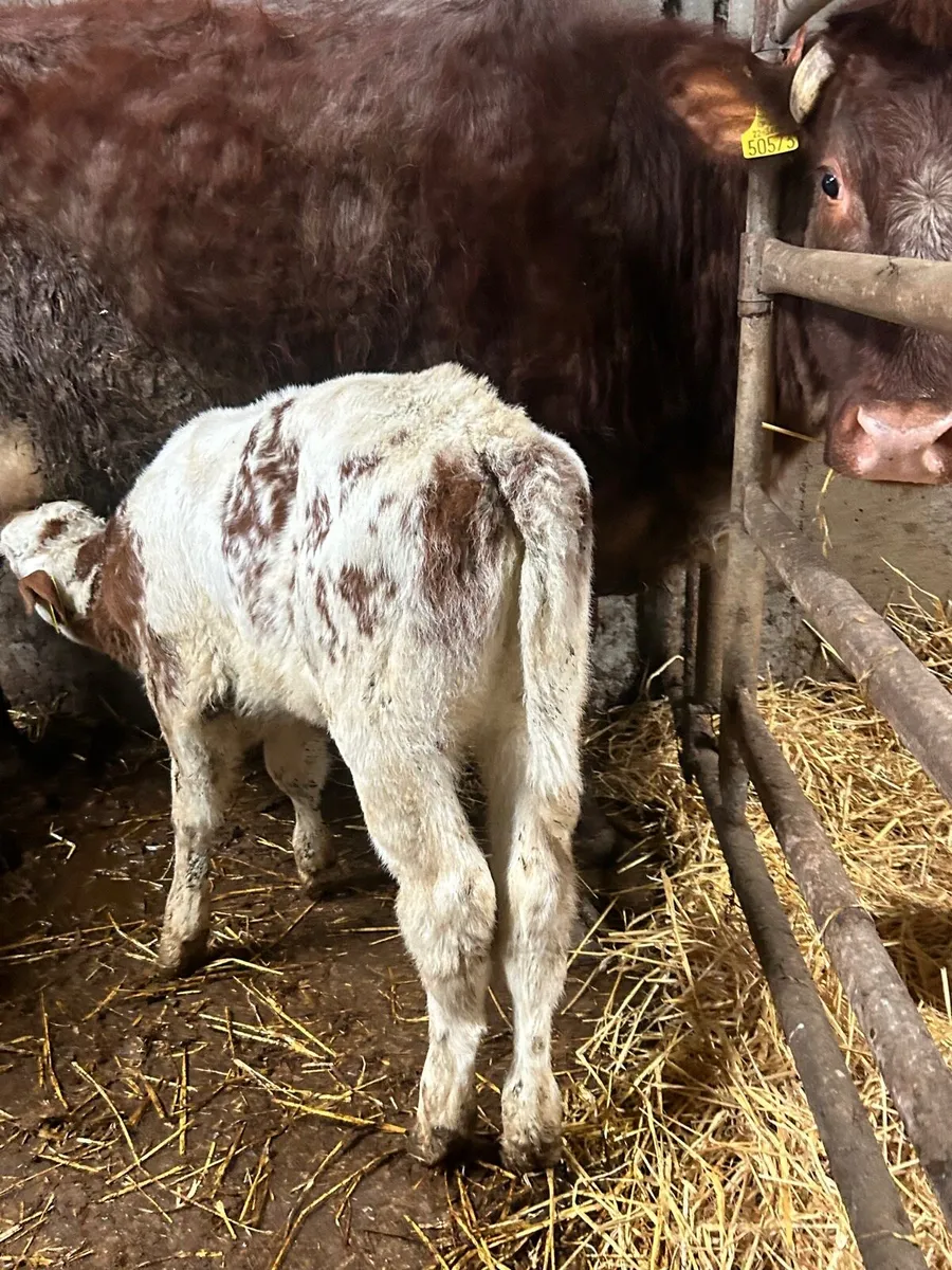 RED Belgium blue heifer calf - Image 4
