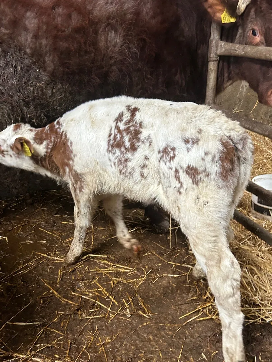 RED Belgium blue heifer calf - Image 2