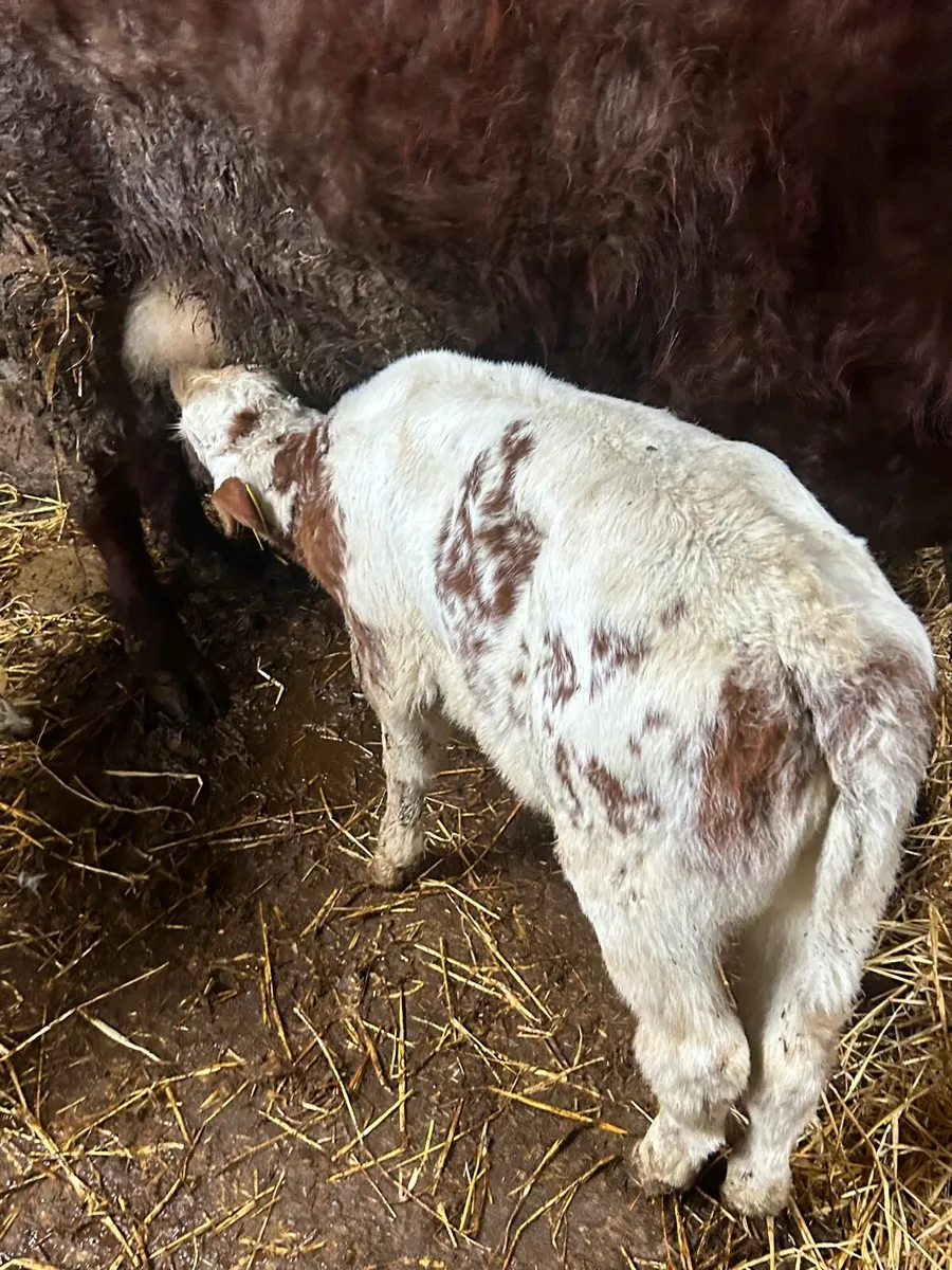 RED Belgium blue heifer calf - Image 3