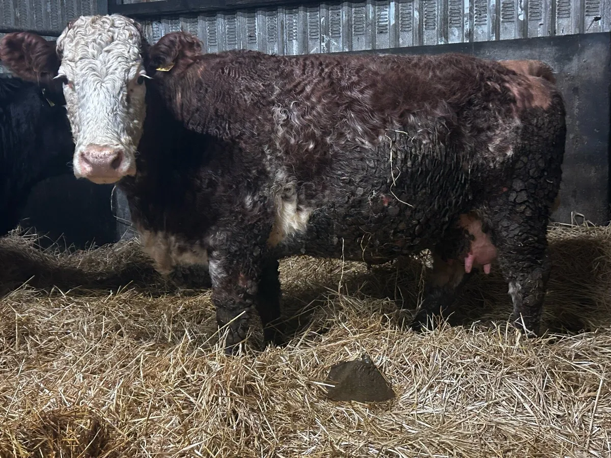 Roan Cow Time Up To Pedigree Charolais Bull - Image 1