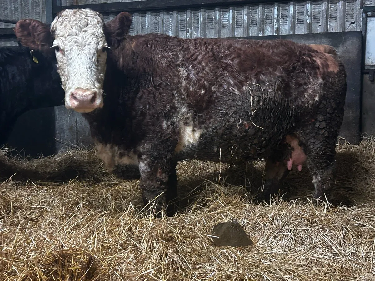 Roan Cow Time Up To Pedigree Charolais Bull - Image 3