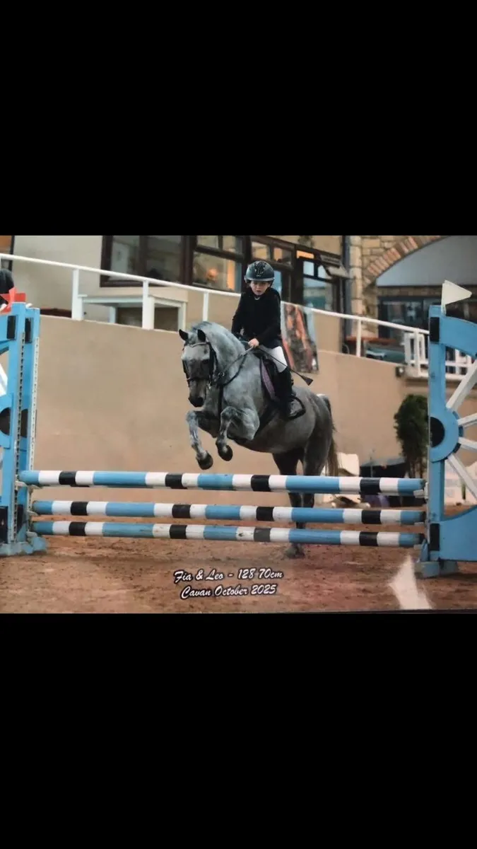 Grade A 12.2 schoolmaster pony for sale - Image 1