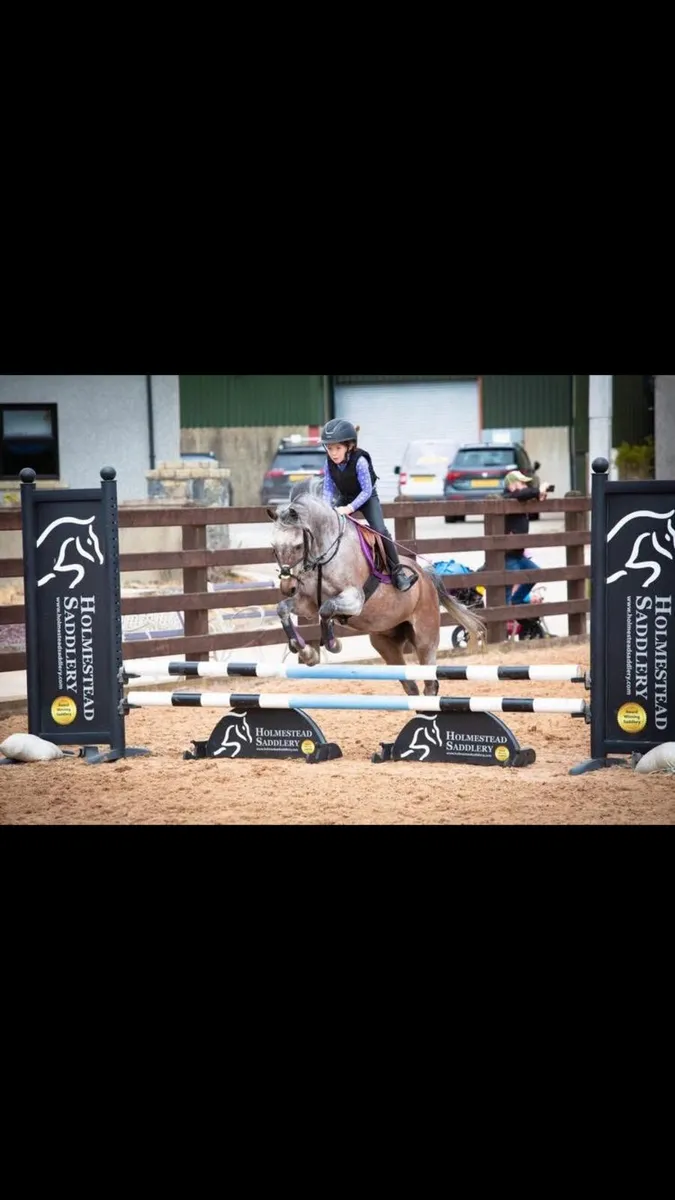 Grade A 12.2 schoolmaster pony for sale - Image 4