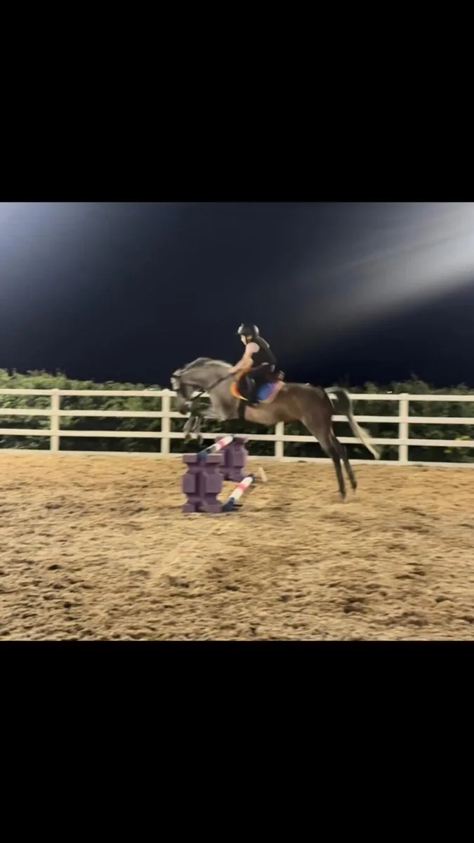 Grade A 12.2 schoolmaster pony for sale - Image 2