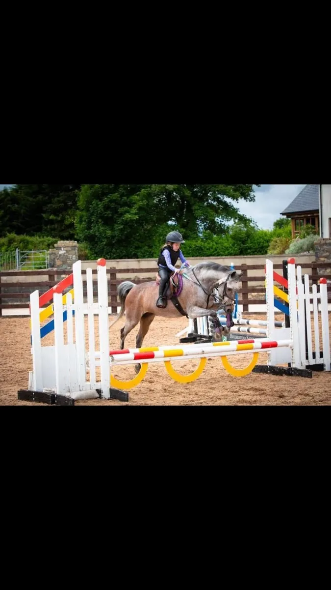 Grade A 12.2 schoolmaster pony for sale - Image 3