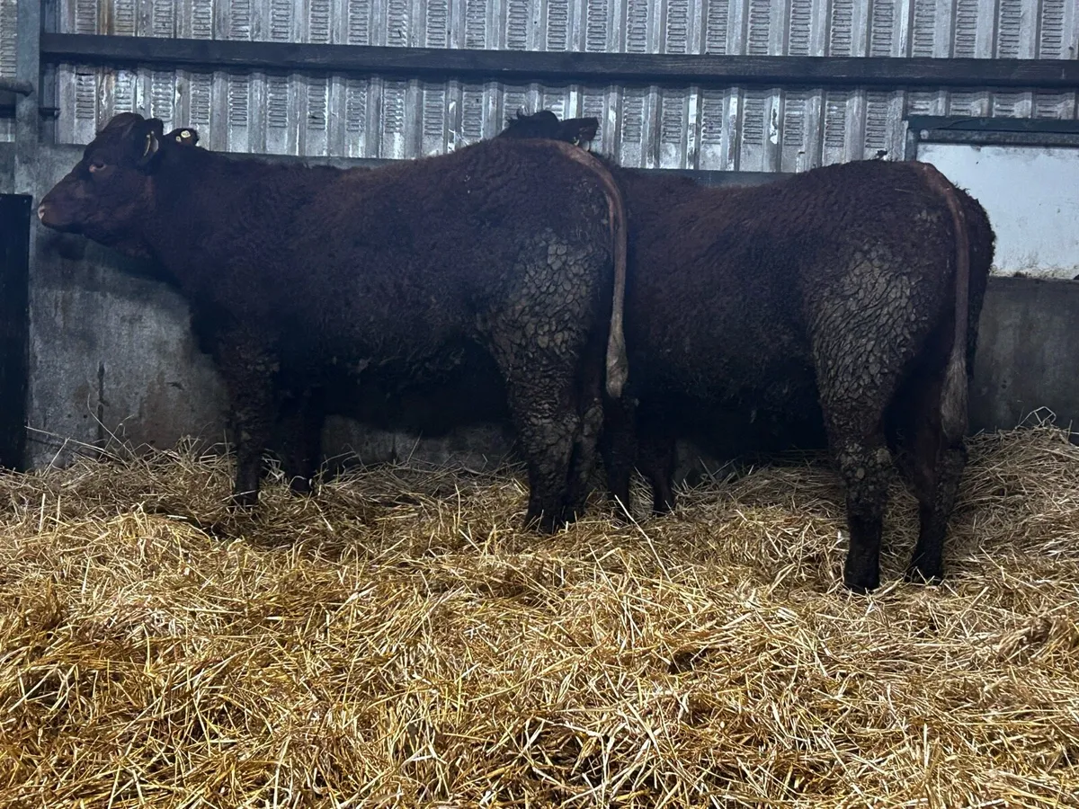 Two Super 5 Star Pedigree Saler In-Calf Heifers - Image 1