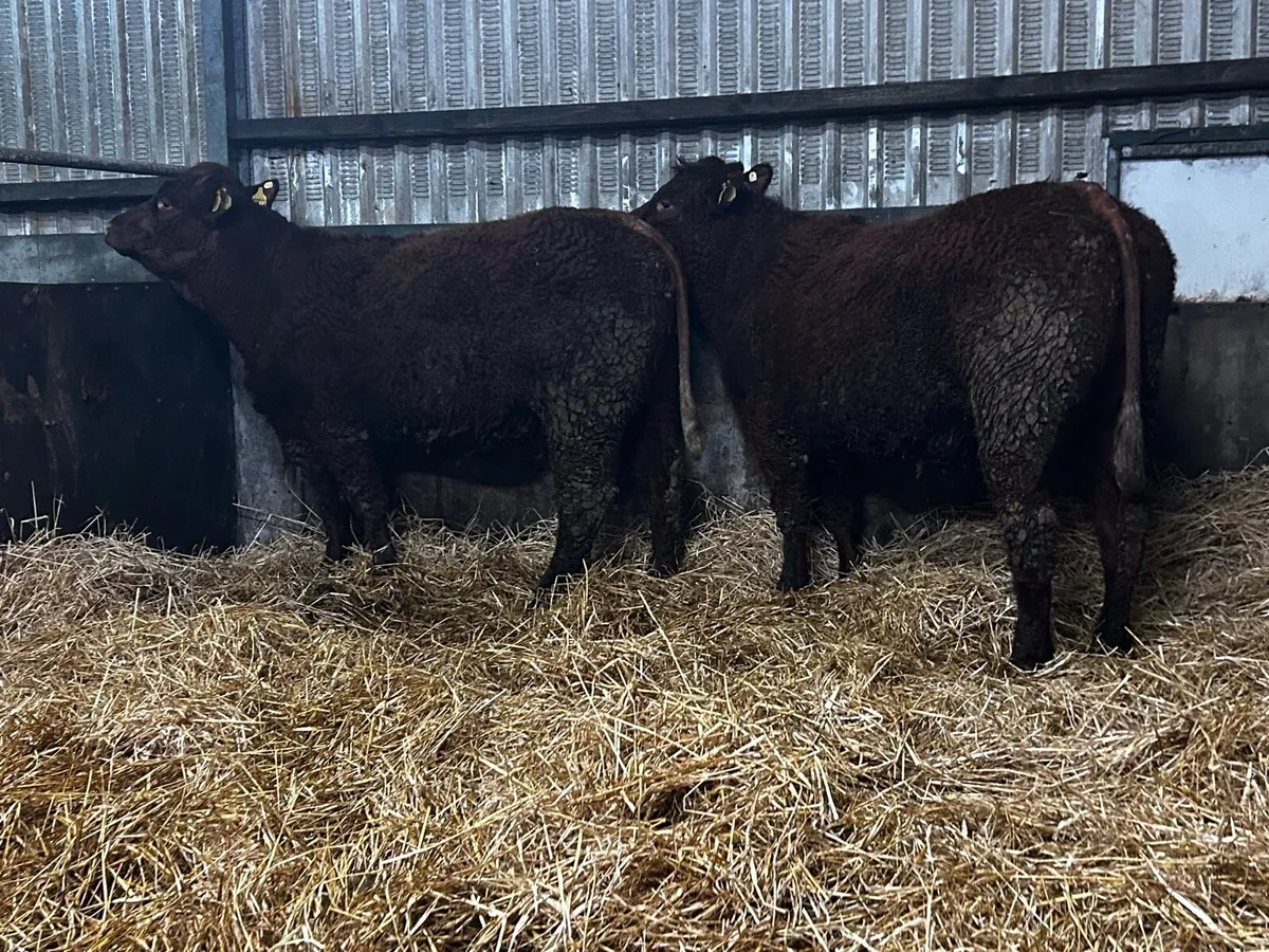 Two Super 5 Star Pedigree Saler In-Calf Heifers - Image 2