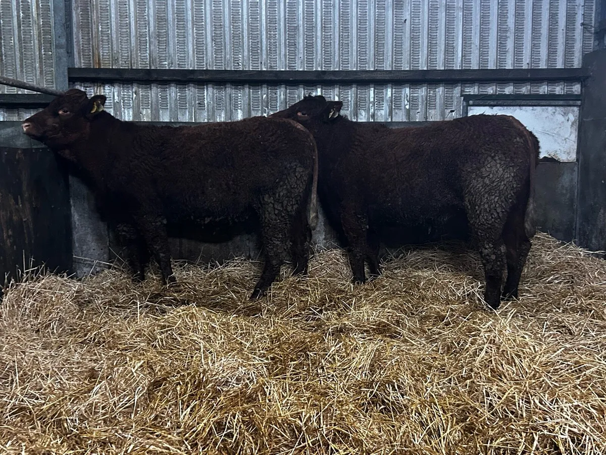 Two Super 5 Star Pedigree Saler In-Calf Heifers - Image 3