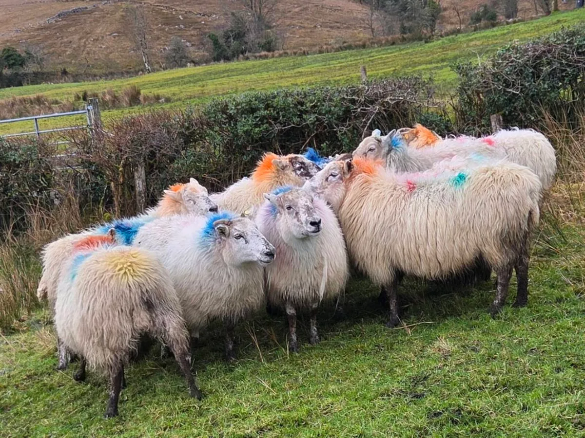 12 ewes carrying 22 lambs - Image 2