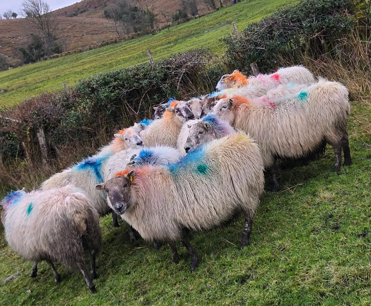 12 ewes carrying 22 lambs - Image 3