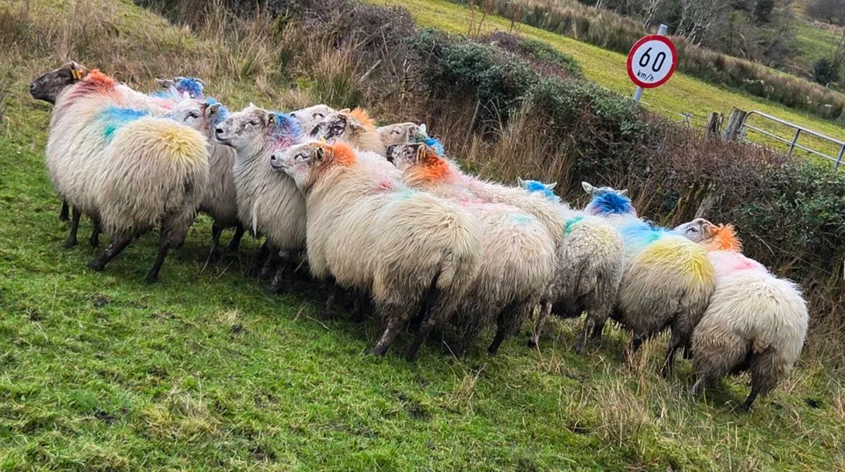 12 ewes carrying 22 lambs - Image 4