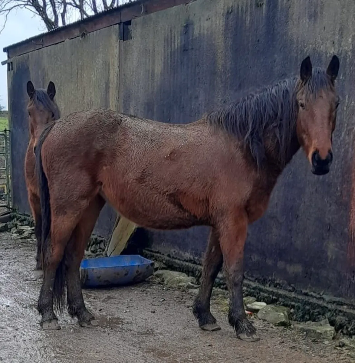 Filly –  Green Book – Great Potential - Image 1