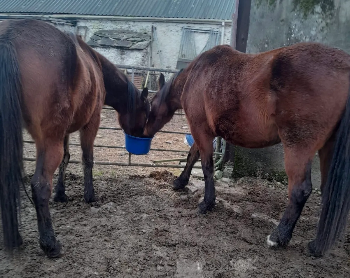 Filly –  Green Book – Great Potential - Image 3