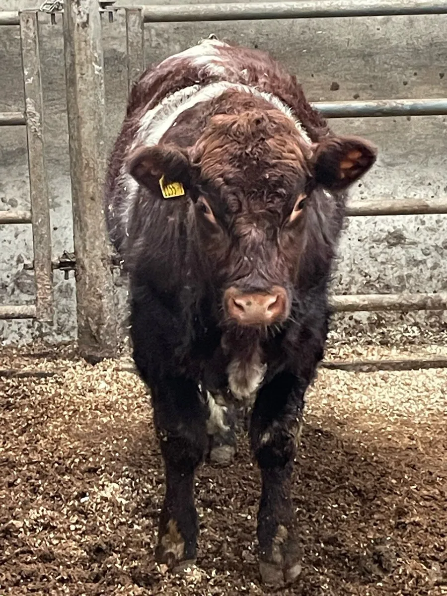 Pedigree beef shorthorn bull - Image 1