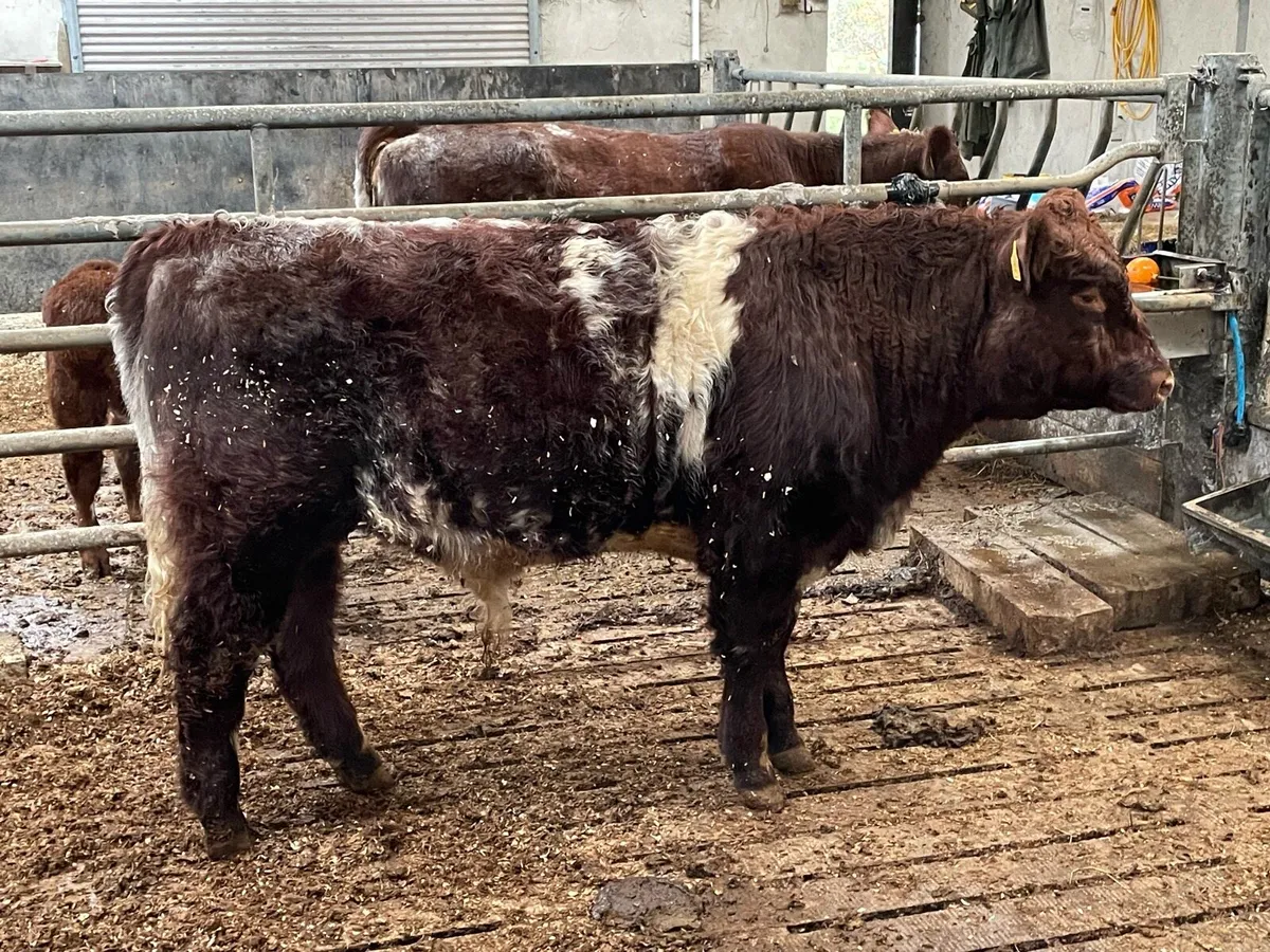 Pedigree beef shorthorn bull - Image 2