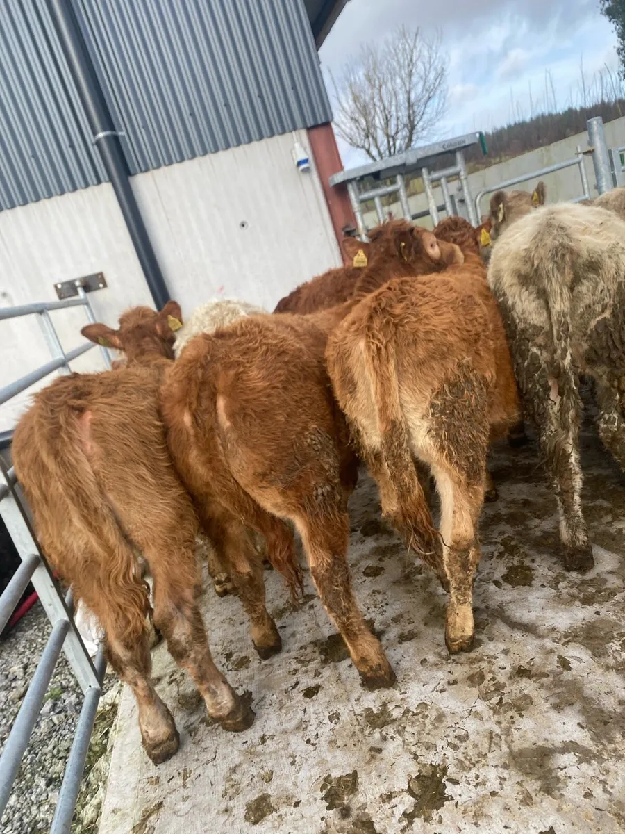 20 super charlaois and limousine heifer weanlings - Image 1