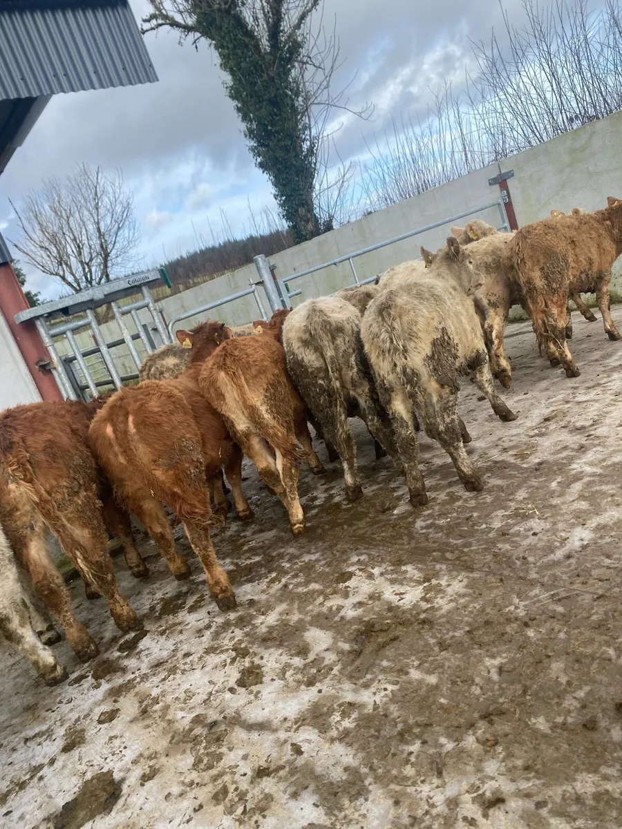 20 super charlaois and limousine heifer weanlings - Image 3