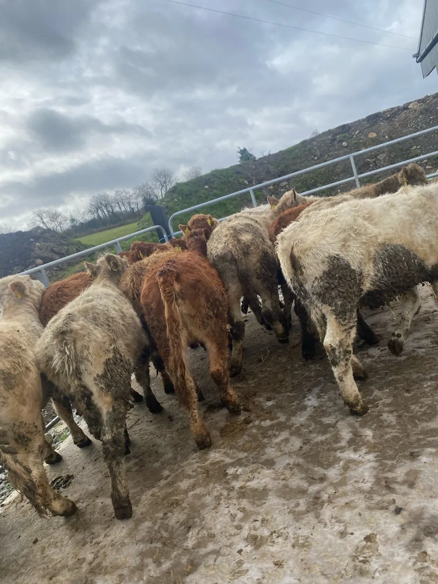 20 super charlaois and limousine heifer weanlings - Image 4